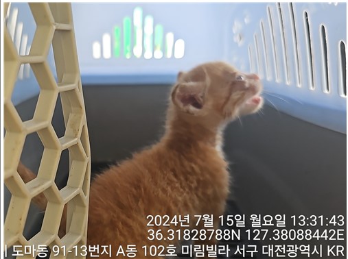 한국 고양이 이미지 파일 입니다.